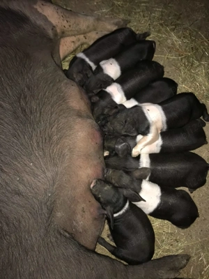 Purcei Bazna rasă pură 