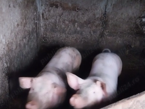 Porci de vanzare 