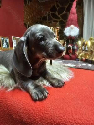 Teckel,Tacsko,Dauchund   - imagine 3