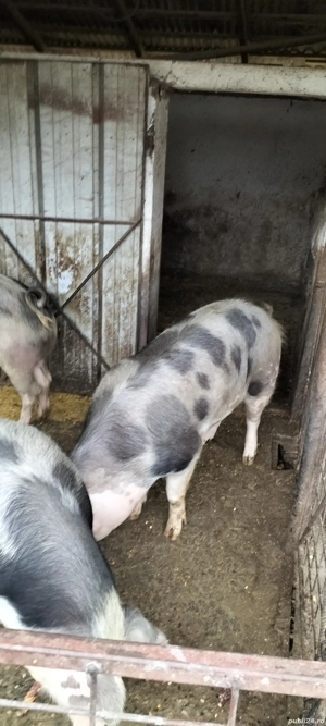 Vând porcii  - imagine 5