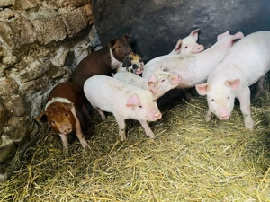 Vand 3 purcei  la alegere - imagine 2