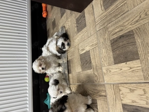 Shihtzu căței  vârsta 7 săptămâni - imagine 2