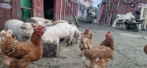 Vand 3 purcei  la alegere - imagine 3