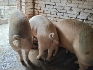 Vând porc rasa de carne, crescut cu uruială, fără concentrate. - imagine 2