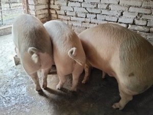 Vând porc rasa de carne, crescut cu uruială, fără concentrate. - imagine 4