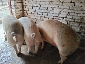 Vând porc rasa de carne, crescut cu uruială, fără concentrate.