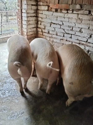 Vând porc rasa de carne, crescut cu uruială, fără concentrate. - imagine 3