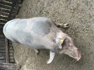 Vând purcea 175 kg la preț fix - imagine 2