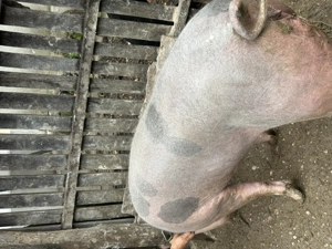 Vând purcea 175 kg la preț fix - imagine 3