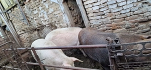 Vand 2 porci grasi 130-150 kg - imagine 4