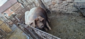 Vand 2 porci grasi 130-150 kg - imagine 2