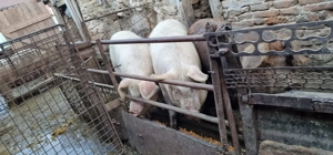 Vand 2 porci grasi 130-150 kg - imagine 3