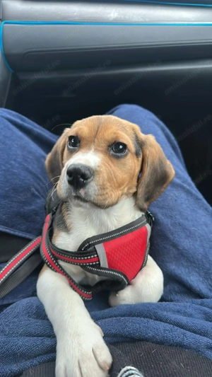 Fetița beagle spre vânzare 