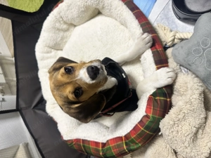 Fetița beagle spre vânzare  - imagine 3