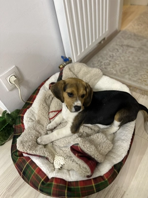 Fetița beagle spre vânzare  - imagine 2