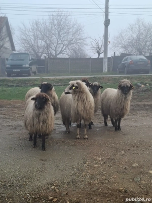 oi de vanzare  - imagine 3