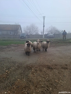 oi de vanzare  - imagine 4