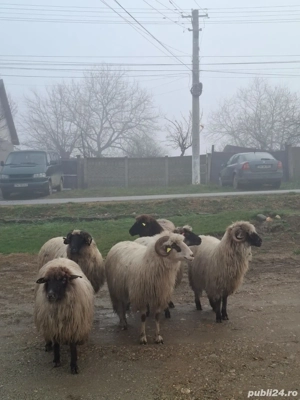 oi de vanzare  - imagine 2