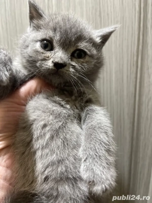 puiut scotish 7 saptamani