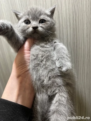 puiut scotish 7 saptamani - imagine 2