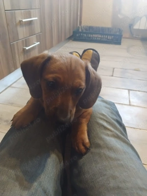 Pui. Tekel cu păr scurt - imagine 2