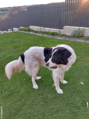 Ciobănesc de Bucovina - imagine 2