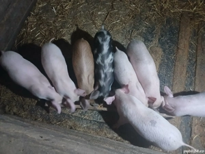 De vânzare  - imagine 2