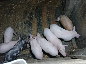 De vânzare  - imagine 4