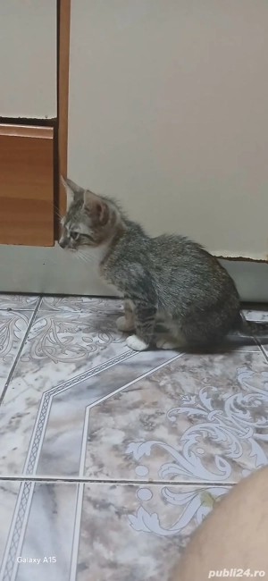 Puiuț pisica - imagine 3