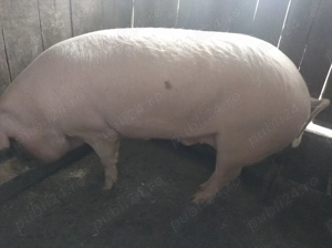 Porc de vanzare  - imagine 3