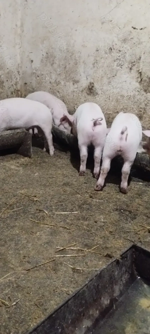 Șoldani de vanzare - imagine 3