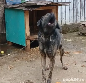 vând câine  - imagine 2