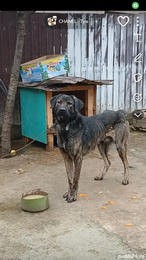 vând câine  - imagine 3