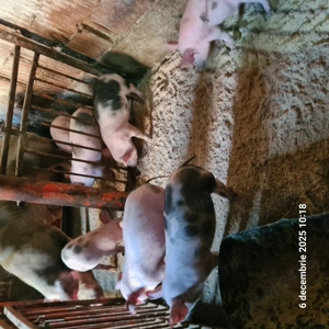 Purcei de vânzare  - imagine 3