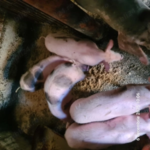 Purcei de vânzare  - imagine 2