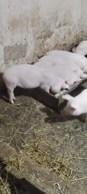 Șoldani de vanzare - imagine 4