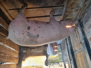 Vand porci de rasa crescuti in gospodaria proprie bio - imagine 2