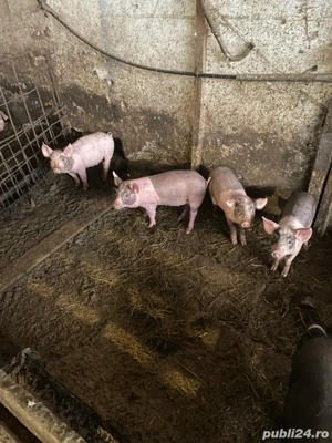 vand purcei  - imagine 5