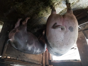 Vand porci de rasa crescuti in gospodaria proprie bio - imagine 4