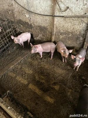 vand purcei  - imagine 4