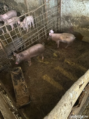 vand purcei  - imagine 2