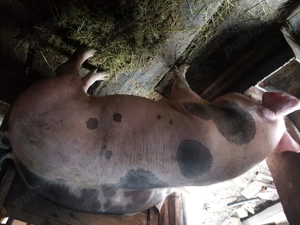 Vand porci de rasa crescuti in gospodaria proprie bio - imagine 3