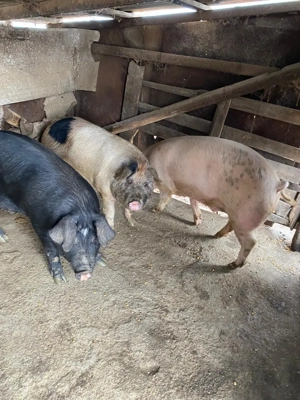 Porci de vanzare
