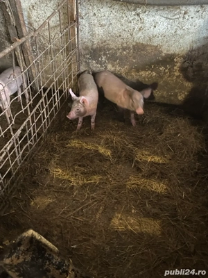 vand purcei  - imagine 3