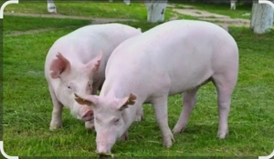 Vand porci-jud Bihor