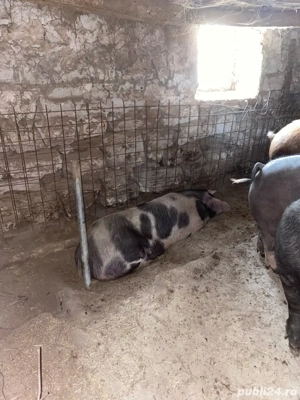 vand porc de sacrificat  - imagine 5