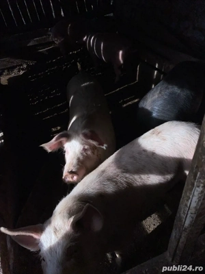 vand porc de sacrificat  - imagine 2