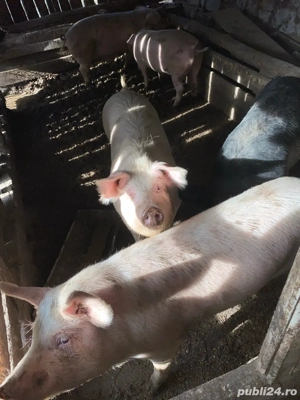 vand porc de sacrificat  - imagine 4