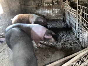 vand porc de sacrificat 