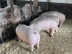 Porci de carne - imagine 2